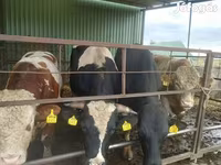 Taureau, Race Holstein — photo 2