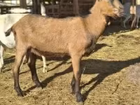 बकरा, Alpine goat — फ़ोटो 3