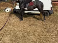 母马, Horses — 照片 1