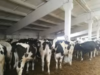 Vaca, Raça Jersey — foto 8