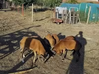 Қошқар, Cameroon sheep — 2-сурет
