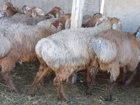 Қошқар, Arashan sheep — 3-сурет