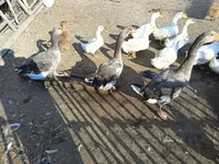 Ducks — foto 1