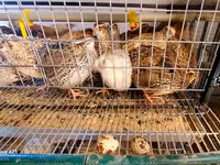 Quails — Foto 2