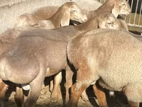 Carneiro, Arashan sheep — foto 1