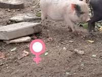 猪（批次，未指定性别）, Pigs — 照片 8