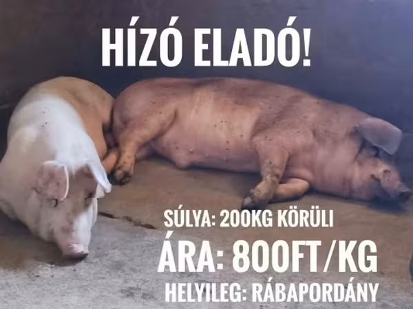Verrat, Porcs