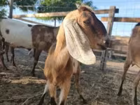 母山羊, Nubian Goat — 照片 1