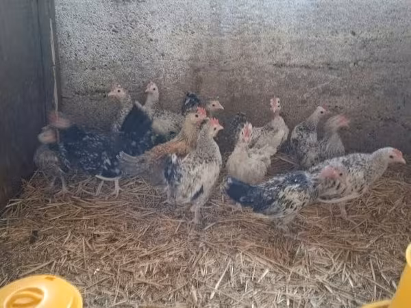 Japanski bantam