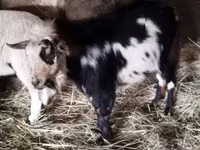Billy Goat, Goats — photo 8