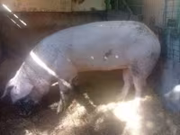 خنزيرة, الخنازير — الصورة 4