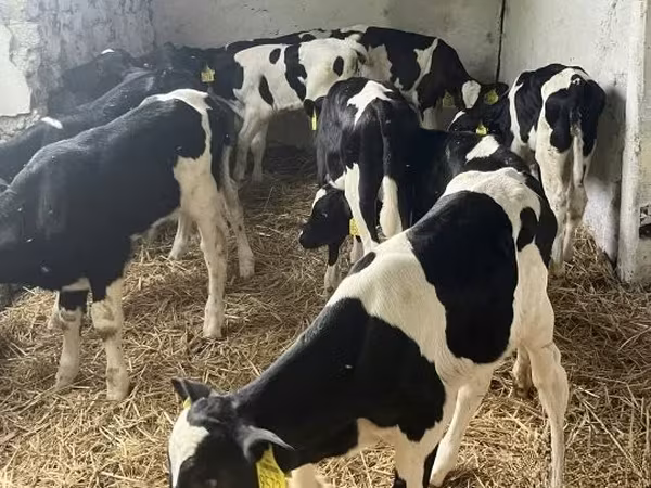 Buqa, Russian Black pied cattle