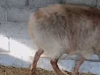 Ovan, Rhon sheep — fotografija 7