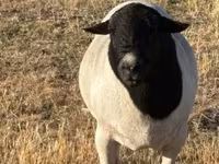 Widder, Dorper sheep — Foto 2