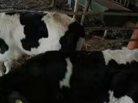 Бик, Russian Black pied cattle — фото 2