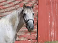 Pastuv, Tennessee Walking Horse — fotografija 4