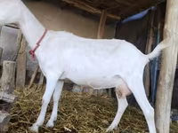 Cabra, Saanen goat — foto 4
