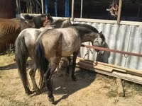 Égua, Cavalos — foto 5