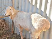 Bélier, Rhon sheep — photo 3