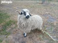 كبش, Racka sheep — الصورة 1