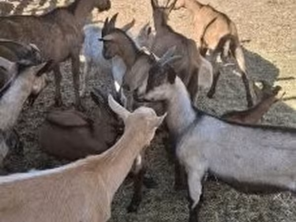 बकरियाँ (लॉट, लिंग निर्दिष्ट नहीं), Alpine goat