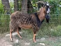 बकरा, बकरियाँ — फ़ोटो 1