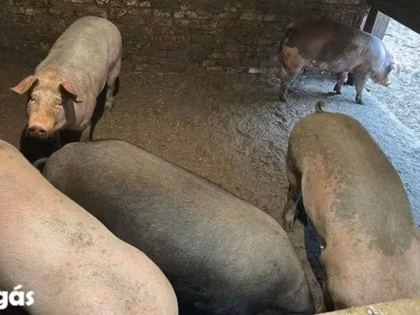 मादा सूअर, सूअर