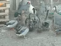 Guinea fowl — Foto 3