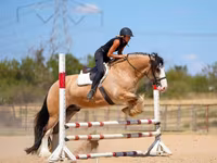 Horse (M), Gypsy horse — photo 4