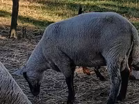 公羊, White Suffolk sheep — 照片 3