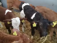 牛只（批次，未指定性别）, Simmental cattle — 照片 6