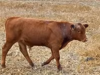 公牛, Aberdeen-Angus — 照片 1