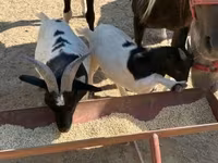 母山羊, Dutch Landrace goats — 照片 5