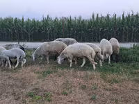 Ram, Sheep — photo 1