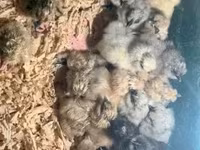 Silkie — zdjęcie 4