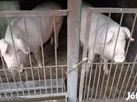 Cerdos (lote, sexo no especificado), Крупная белая — foto 1