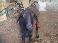 Ovan, Hissar sheep — fotografija 4