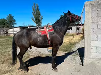 Pastuv, Karabair horse — fotografija 1
