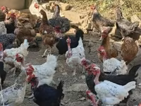Chickens — Foto 3