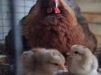 Chickens — Foto 3