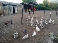 Geese — fotografija 1