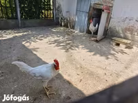 Leghorn — foto 2