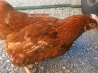 Chickens — zdjęcie 2