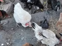 Chickens — 写真 4