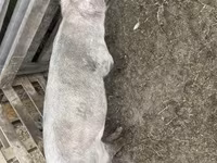 Verro, Cerdos — foto 3