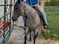 Pastuv, Quarter Horse — fotografija 2