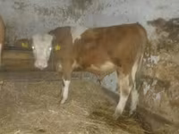 雄牛, Simmental cattle — 写真 2