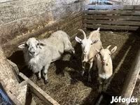 公山羊, Goats — 照片 1