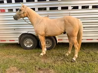 Pastuv, Quarter Horse — fotografija 4