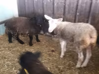 Schaf, White Suffolk sheep — Foto 2